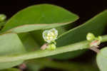 Muscarene Island leaf-flower